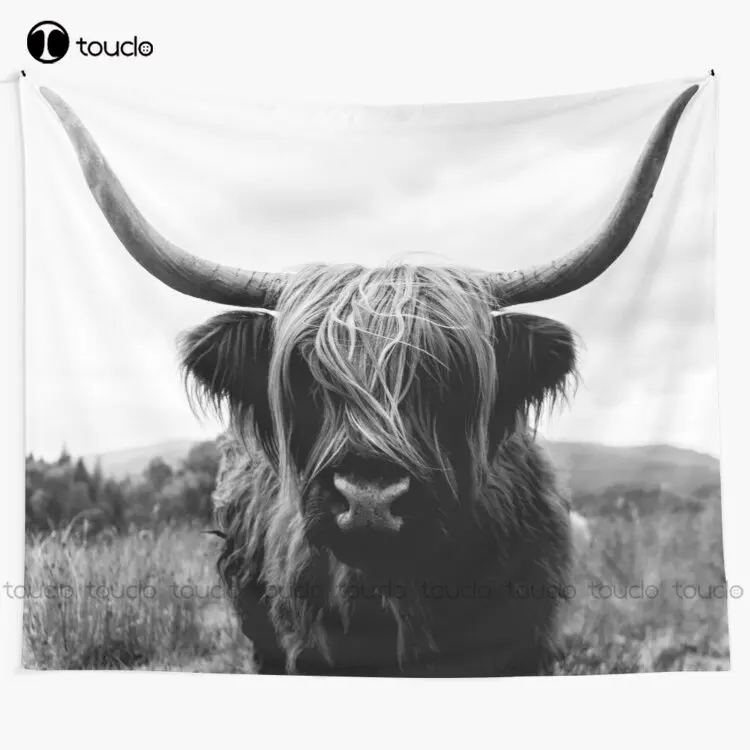 Scottish Highland Cattle - Bla - Photography Online recension och pris